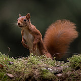 Red squirrels